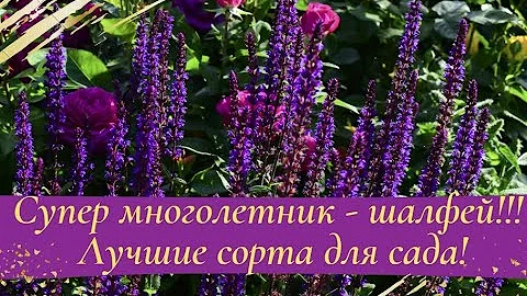 Супер многолетник   шалфей!!!Лучшие сорта для сада!