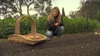 The Garden Gurus - Growing Potatoes