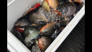 Catching Jumbo Bluegill Bream and Redbreast In The River