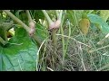 চুই ঝাল চাষের পদ্ধতি // How To Cultivate Chui Jhal // চুই ঝাল চাষ করে লক্ষ টাকা আয় হবে