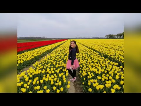 Video: Varför är Tulpaner Symbolen För Nederländerna