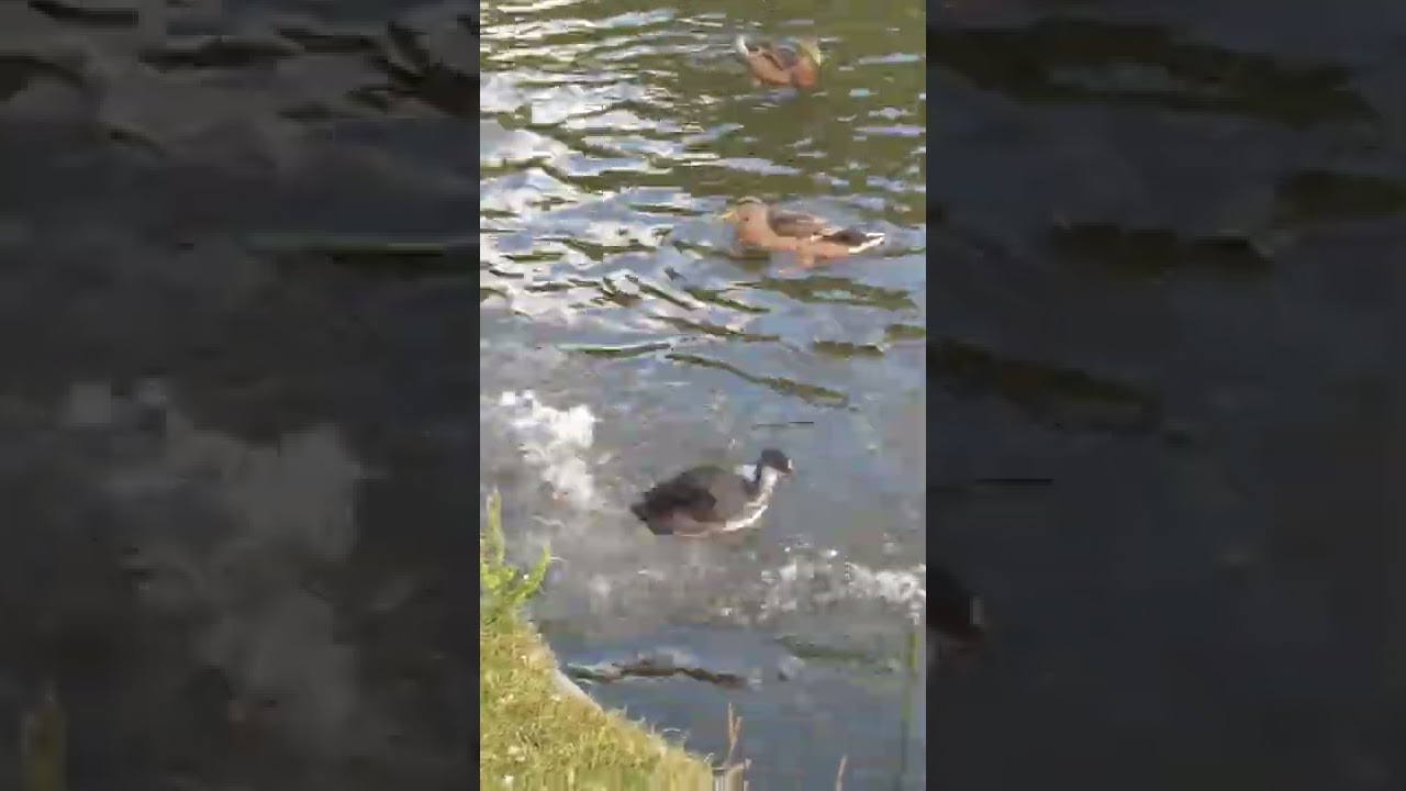 Sassy moorhen chick bullying ducks for food