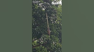 Python filmed dragging possum prey up tree in Australia #shorts