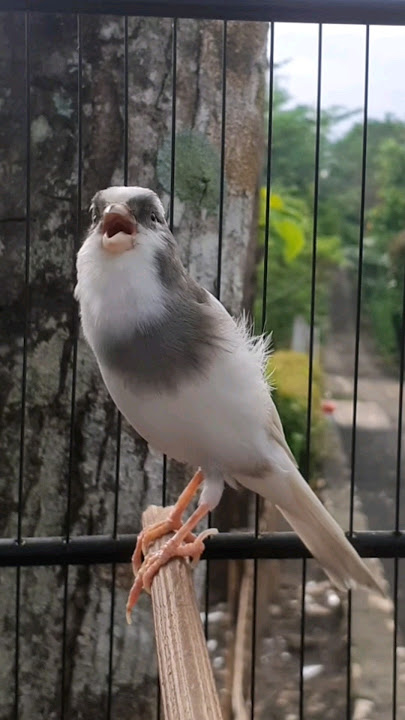 KENARI PANDA GACOR CENGKOK ISTIMEWA | SRNT CANARY #birdsinging #kenari #masterankenari