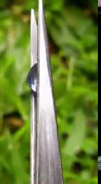 Blue Star Sapphire 2.45 Ct