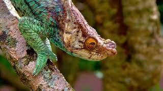 Starting 2 November | African Nights | National Geographic MENA