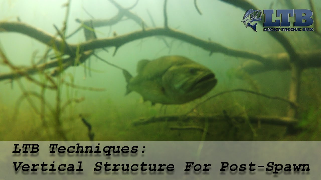 How to Target PostSpawn Bass Lucky tackle Box Tips YouTube