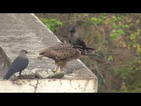 Black kite mom-kid duo harassed by house crows