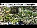 Stop flowers falling in lemon plantsincrease flowering in lemon plants eng hin