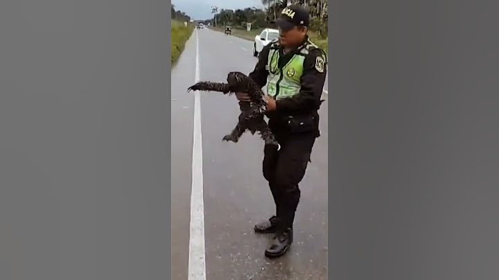 police rescue a sloth on the road