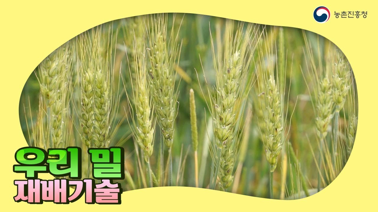 [농업기술동영상] 우리 밀 재배기술