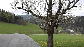 Wann soll man Obstbäume spritzen?