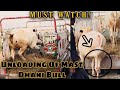 Unloading Video Of Mast Dhani Bull || Big Kheera Of Farukh Cattle Farm || 2021 Collection ||