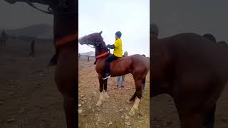 Horses #horse #animals #shorts #horseplanet #horses #planetofanimals #newvideo