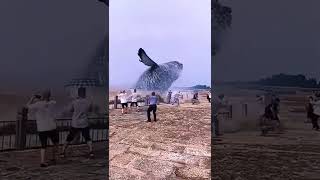Big Whale At The Ocean Jumping Out Of Water#shorts