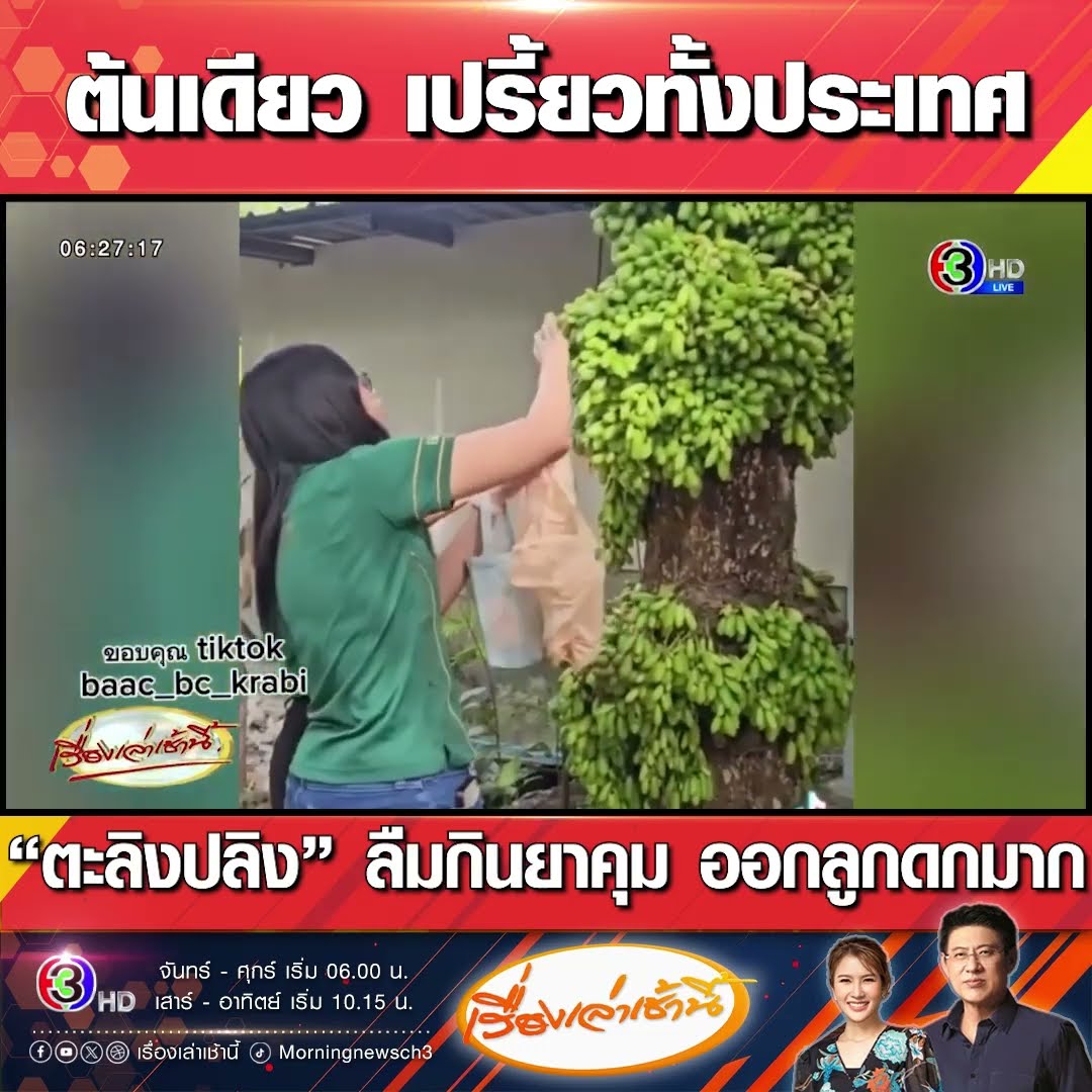 ต้นเดียว เปรี้ยวทั้งประเทศ “ตะลิงปลิง” ลืมกินยาคุม ออกลูกดกมาก