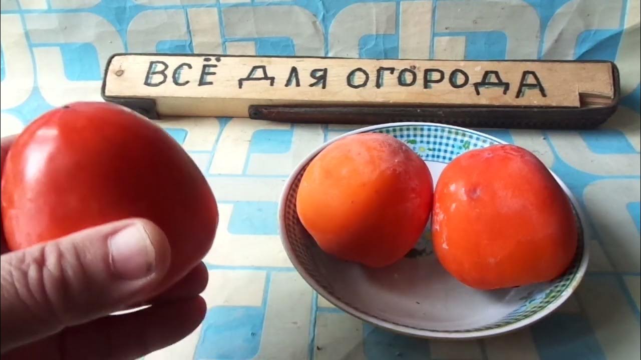 Что сделать чтобы хурма не вязала. Что сделать чтобы хурма не вязала