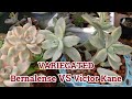 Variegated bernalense vs victor kane  growing succulents with lizk