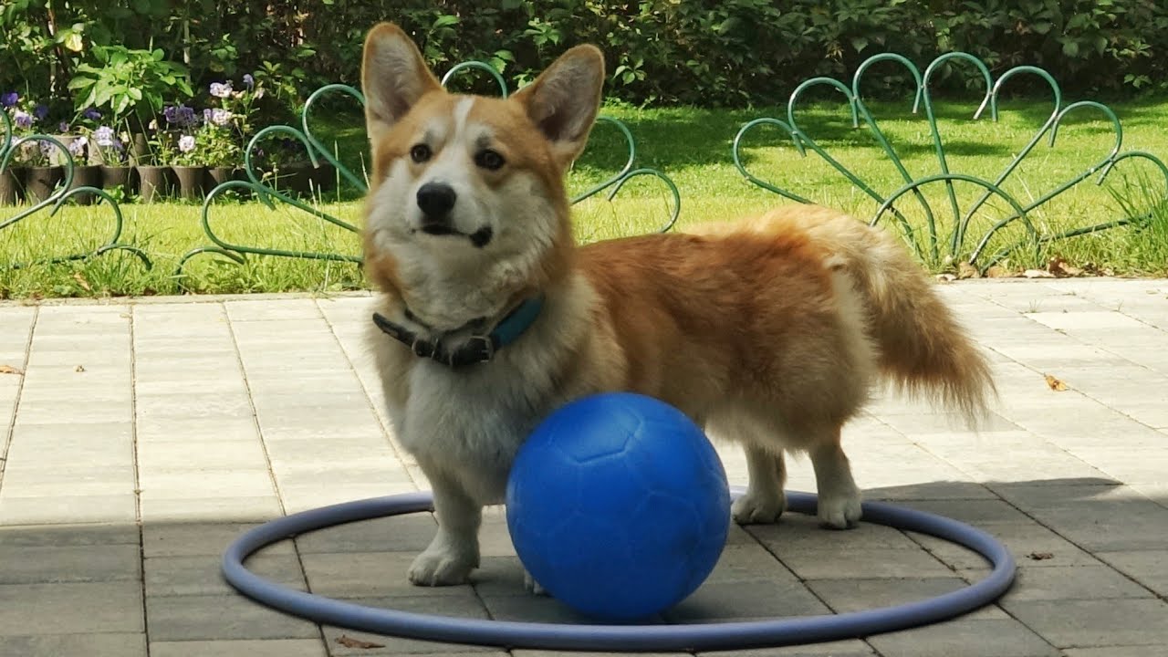 ДТ - 847. Вельш-корги пемброк. Интеллектуальная дрессировка.