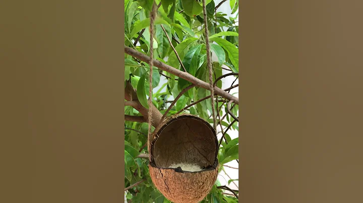DIY easy bird feeder from coconut 🥥 #diy#birdfeeder#birds#garden#birdslover#diycrafts