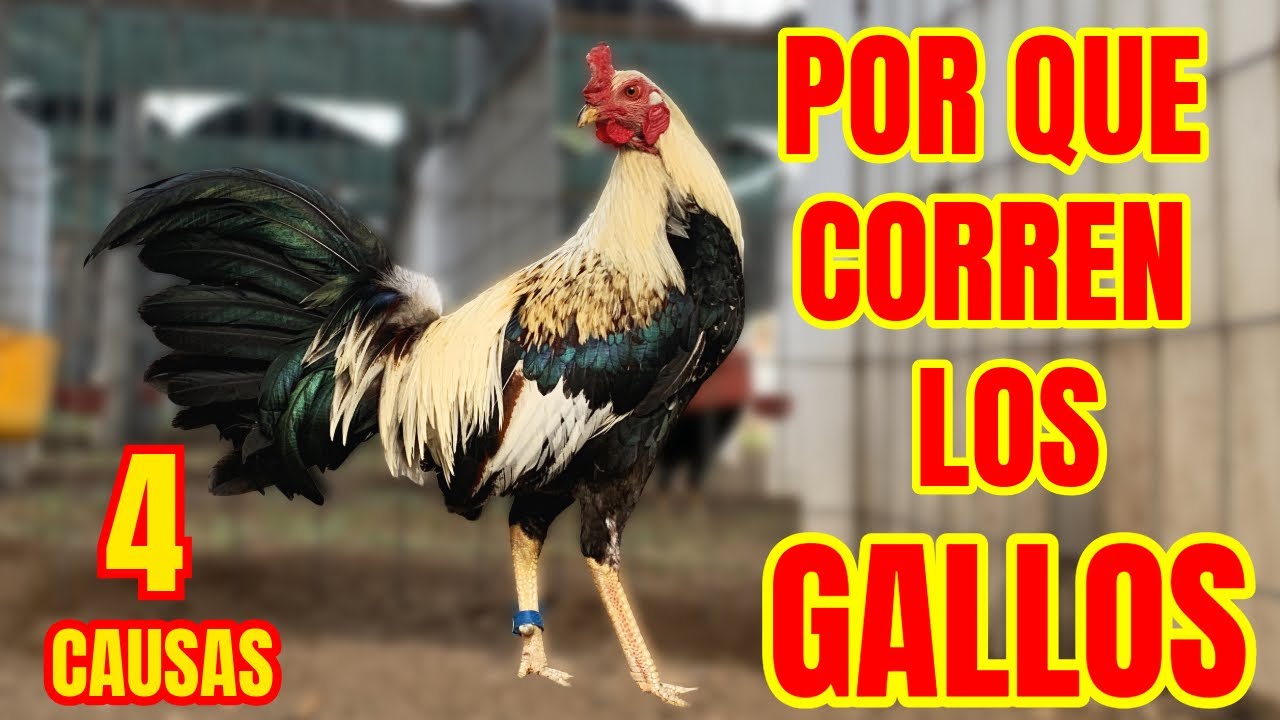 PORQUE CORREN LOS GALLOS.... 4 RAZONES PINCIPALES