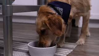 Dog Commercial 30 Second