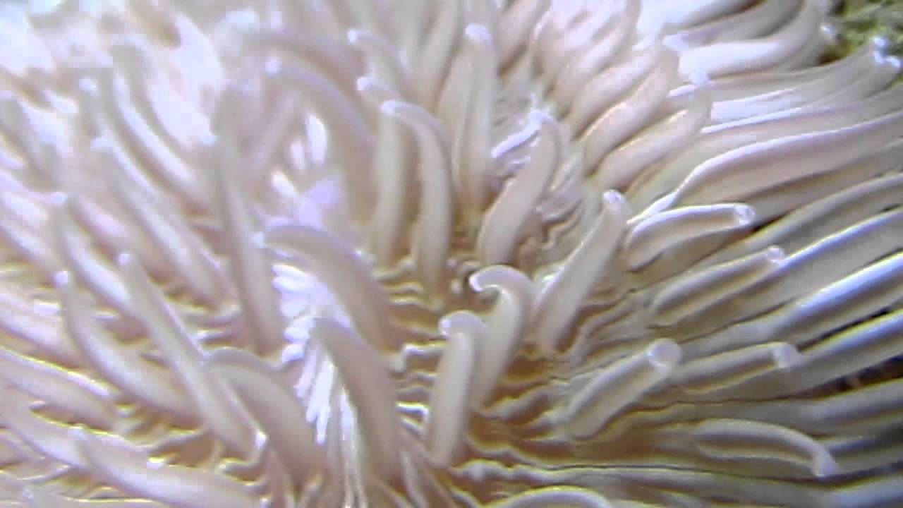MY CORKSCREW ANEMONE YouTube