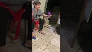 Dog Showing His Dancing Skills During His Debut