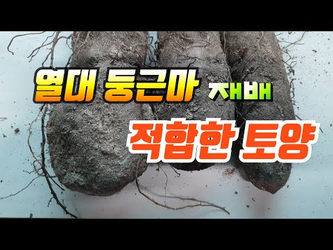 열대 둥근마 재배 적지및 토양