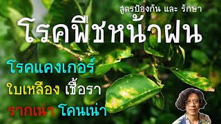 สูตรป้องกันโรคพืชหน้าฝน โรคแคงเกอร์มะนาว ใบเหลือง เชื้อรา รากเน่าโคนเน่า ด้วยปูนแดง / pitt dad style