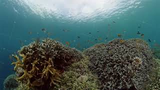 The underwater world of a coral reef. Philippines.