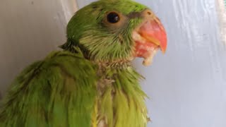 Baby Parrot Vomiting And Crop Issue