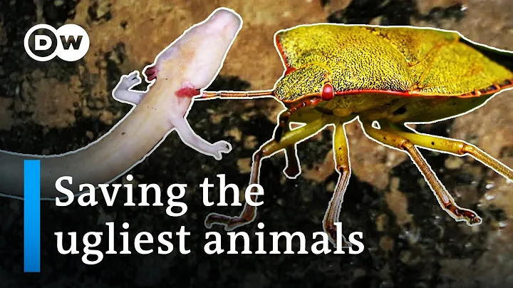 Fighting to preserve ugly species | DW Documentary - DayDayNews