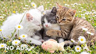 12 Hours Of Calming Music for Cats 🐈 Soft Relaxing Music 😻 Cat TV 💐 Calm Sounds for Cats screenshot 4