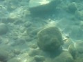 video under water by digital camera