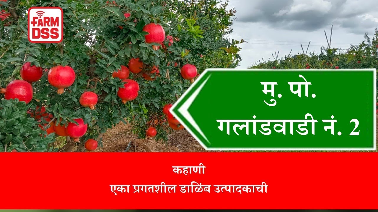 कहाणी एका प्रगतशील डाळिंब उत्पादकाची