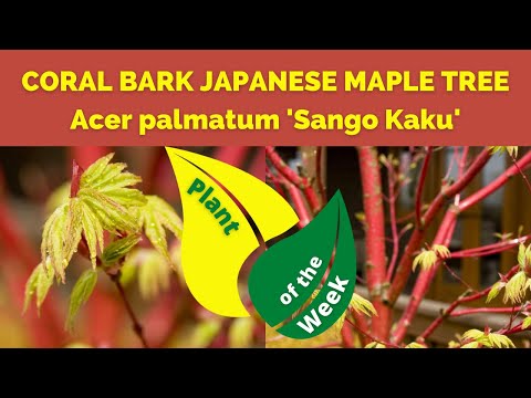 वीडियो: कोरल बार्क विलो कैसे उगाएं: कोरल बार्क विलो झाड़ियों की देखभाल