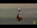 Enter the Planet of the Birds (Full Episode) | DOCUMENTARY SPECIAL | Nat Geo Animals