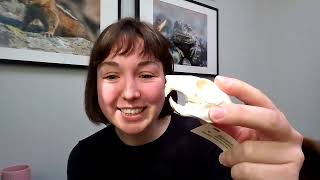 Beavers – Our Watershed Engineers