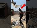 Amazing pigeon tips   pigeontips pigeon kabootar kabootarbazi shorts