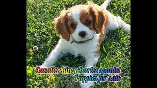 Cavalier King Charles Spaniel Puppies For Sale in Valdese