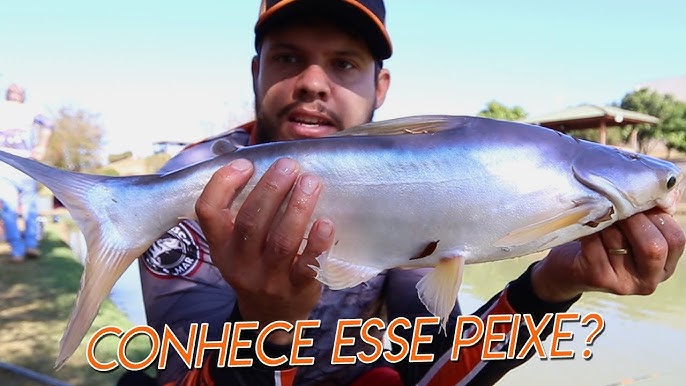 PANGA: Descubra um segredo escondido deste peixe! 