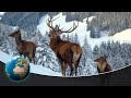 Christmas Winter Wonderland - How animals survive the winter