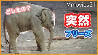 突然動かなくなったゾウの赤ちゃんにザワザワ・・円山動物園のアジアゾウ「パール親子」の成長記録~Baby elephant suddenly stopped moving