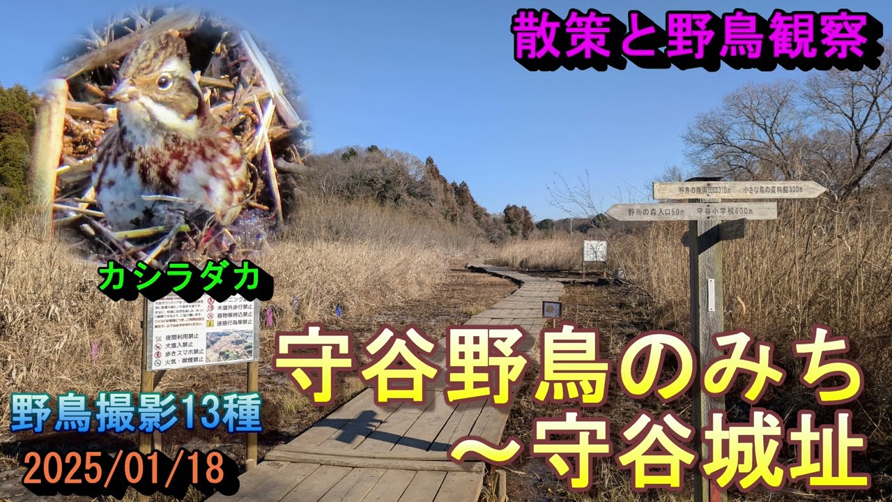 【散策と野鳥観察】守谷野鳥のみち～守谷城址