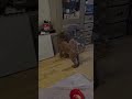 Crow and Dog are best friends