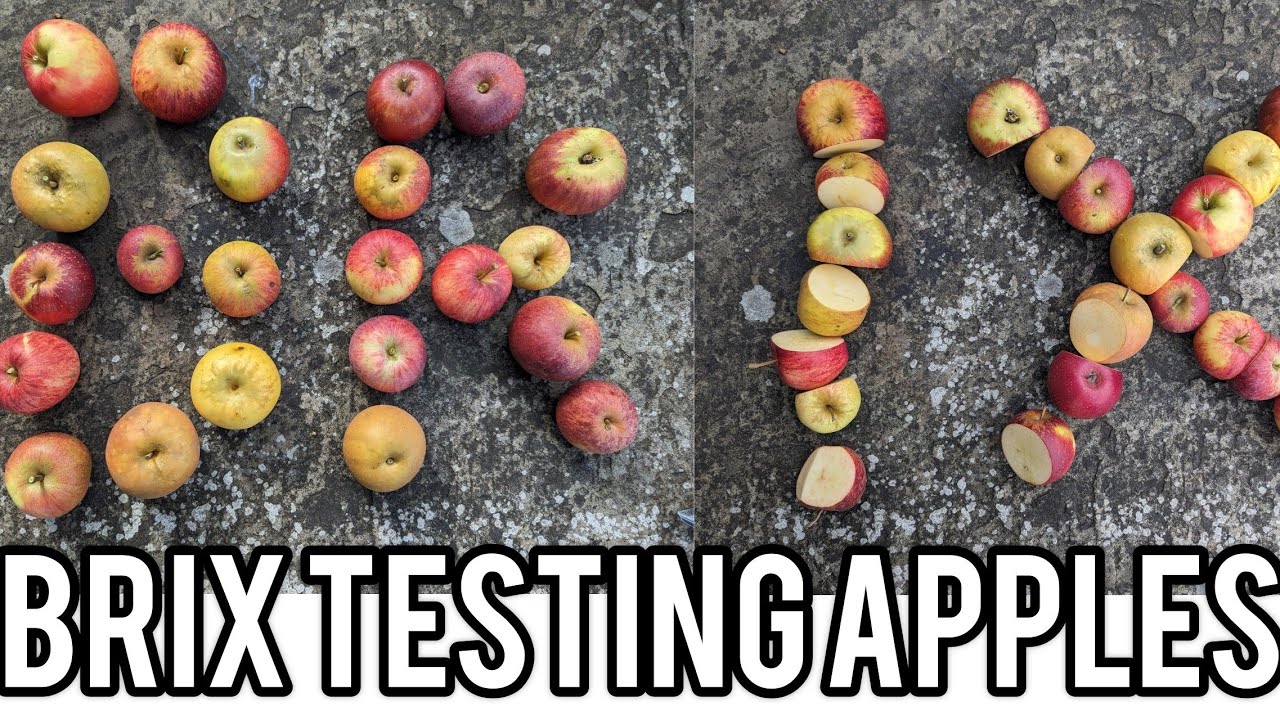 Keepers Nursery, sugar content of apple varieties, what is the sweetest ...