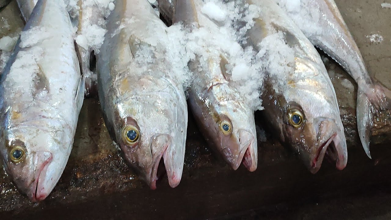 safi amber jack fish information video  karachi fsheries