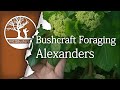 Bushcraft Foraging Edible Plants - Alexanders