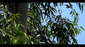 How to catch a spotted dove Ep.18